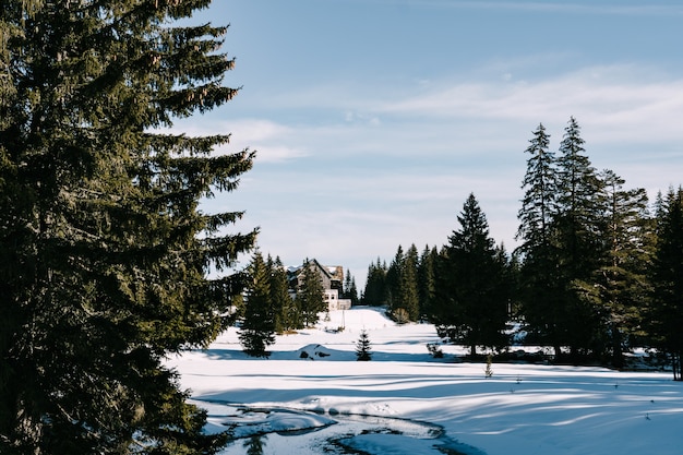 Una grande casa d'inverno tra la neve in un bosco di conifere tra gli alberi contro il blu