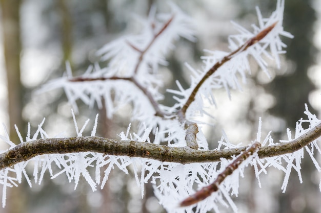 Large ice needles on a little branch on frosty day