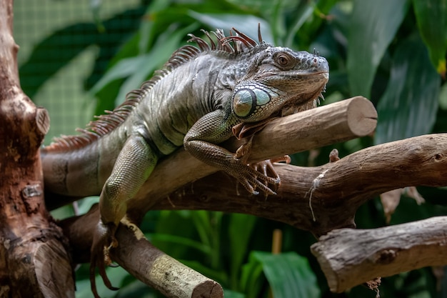 La grande iguana giace pancia sul ramo con grandi aghi sulla criniera e occhi aperti