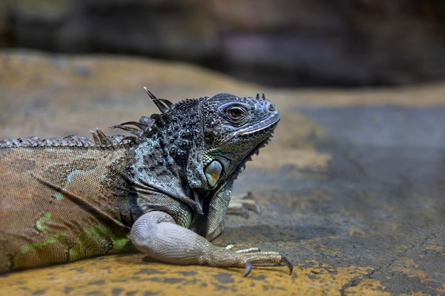 Large iguana lizard in the terrarium of the zoo