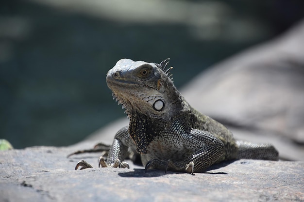 Foto grande iguana che scruta oltre il bordo di una roccia
