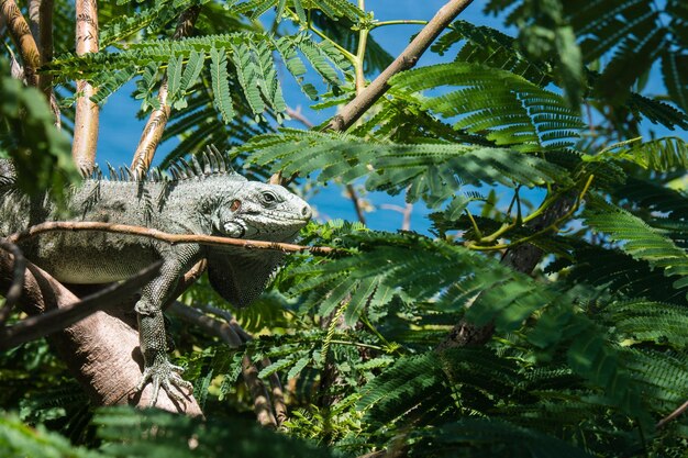 Foto grandi iguane sugli alberi