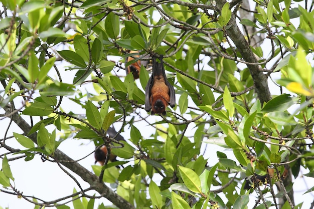 A large The Indian flying fox (Pteropus medius) hangs upside down on a fruit tree against a background of green foliage