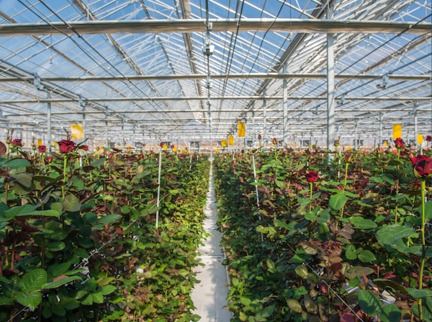 Large industrial greenhouse with Dutch roses, the overall plan