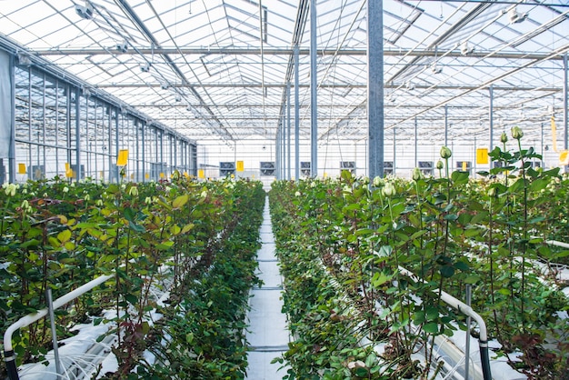 Large industrial greenhouse with Dutch roses, the overall plan