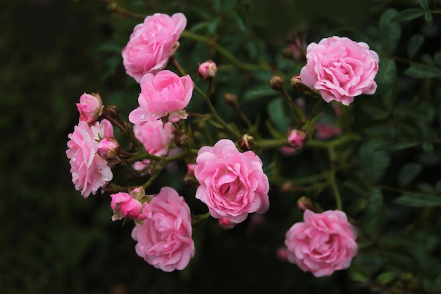 Large inflorescence of pink roses in the city park computer wallpaper