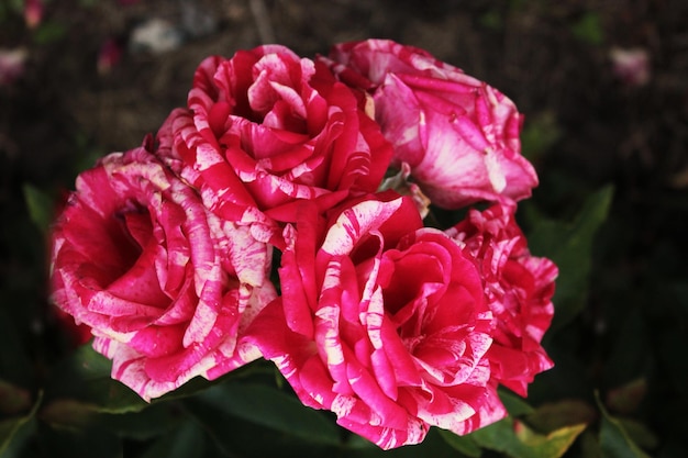 Una grande infiorescenza di rose rosse variegate si nascondeva all'ombra degli alberi sullo sfondo del computer