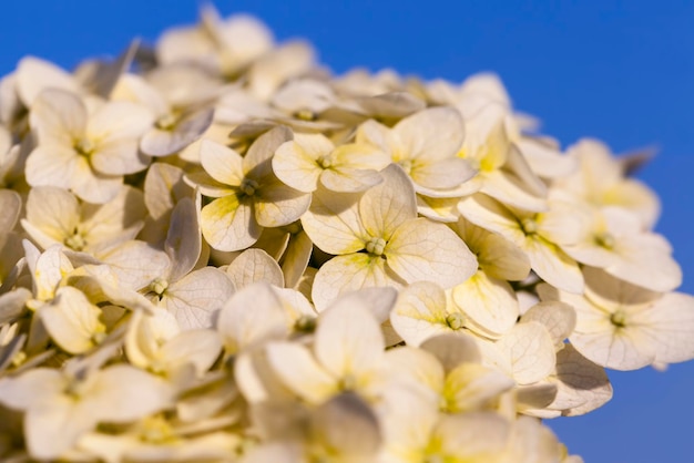Una grande infiorescenza di fiori bianchi nella stagione autunnale, fiorisce con un gran numero di diversi difetti