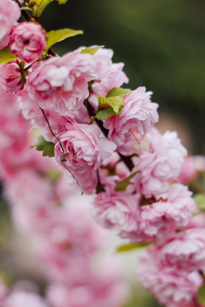 に対して開花桜の花の大きな花序