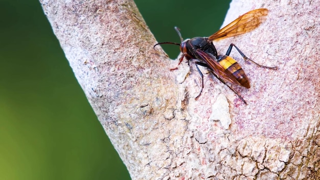 Photo a large insect with yellow wings and yellow stripes on its wings sits on a branch.