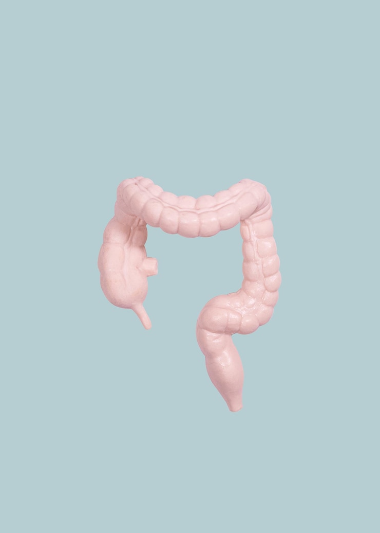Photo large intestine organ minimalism