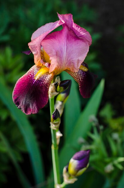 Large iris in the garden, in summer.