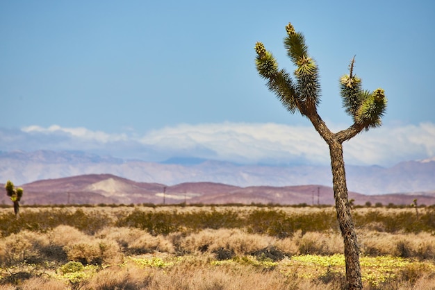 Large joshua tree in desert with cloudy mountains in background