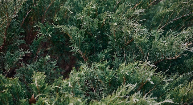 Large juniper bush Cossack spring day