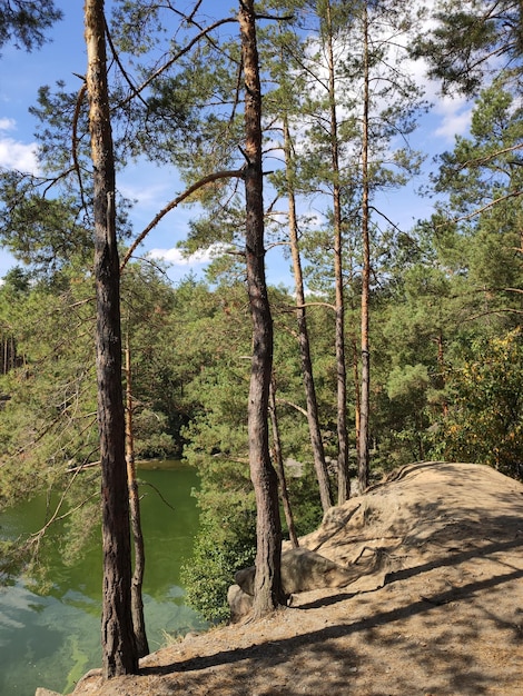 Large lake in a pine forest