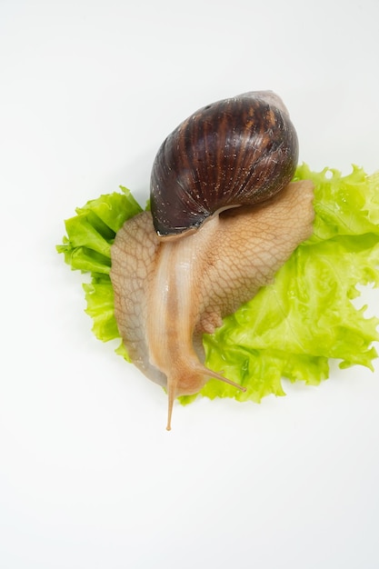 A large land snail eats lettuce leaf on a white background