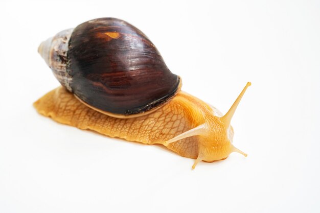 A large land snail on a white background. unusual pets. unconventional cosmetology and medicine.