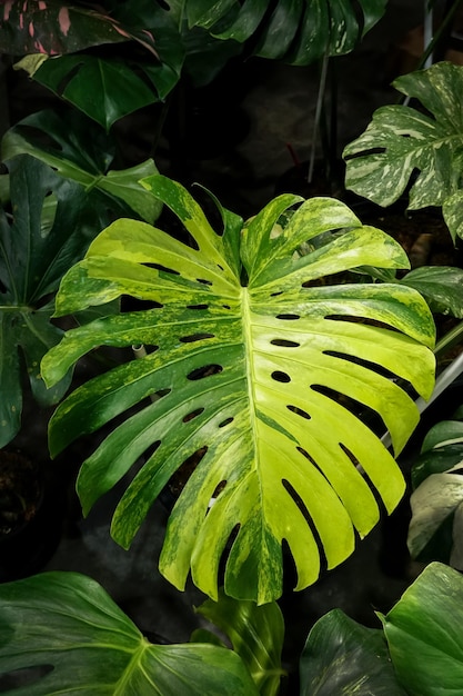 손바닥이라는 단어가 있는 열대 식물의 큰 잎입니다.
