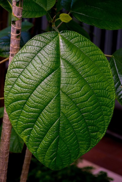 Foto grande foglia di una pianta tropicale