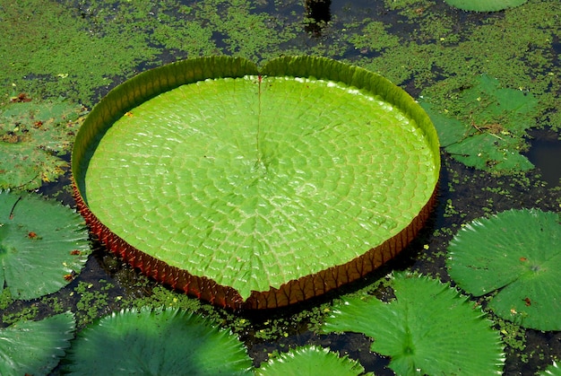 Foto le grandi foglie di loto sono una specie di pianta da fiore, la più grande delle famiglie nymphaeaceae di w