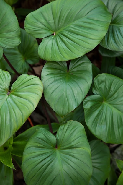 Large leaves.