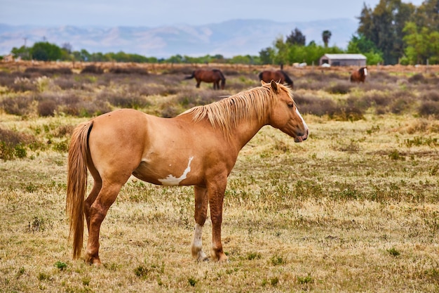 Большая светло-коричневая лошадь отдыхает в поле
