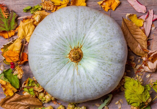 Large light green pumpkin on old wooden retro with dry autumn leaves, top view