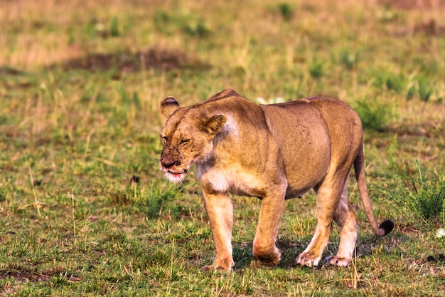 Large lioness in the savannah