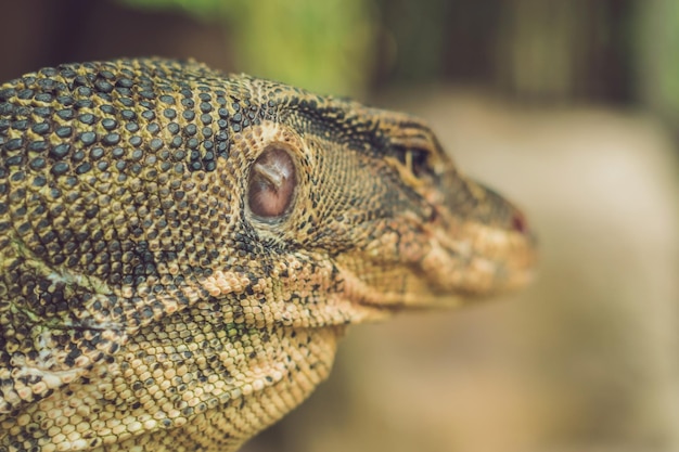 A large lizard in the terrarium of the zoo behind the glass