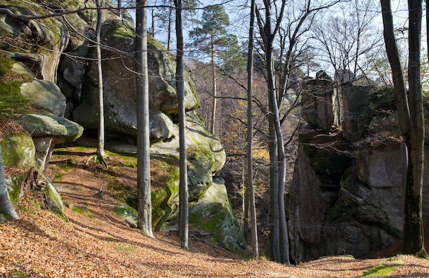 가을 숲의 큰 고상한 돌 ( "Skeli Dovbusha", Ivano-Frankovsk Region, Ukraine)