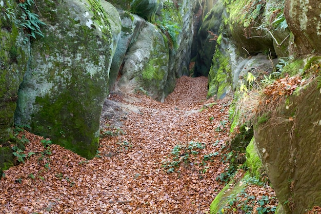 Large lofty stone and autumn leaves  ( "Skeli Dovbusha", Ivano-Frankovsk Region, Ukraine )