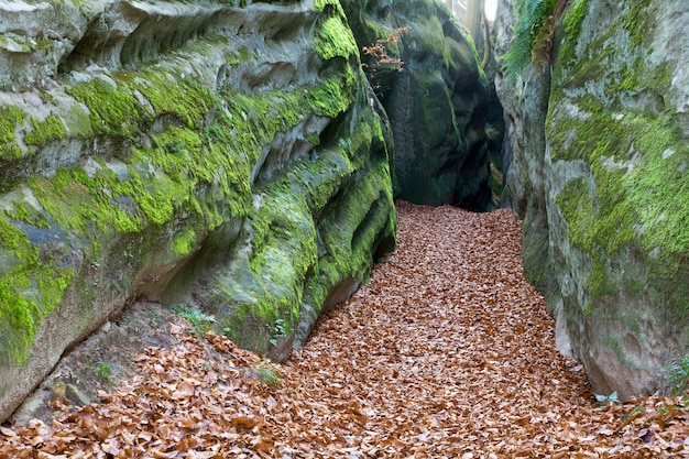 Большой высокий камень и осенние листья («Скели Довбуша», Ивано-Франковская область, Украина).