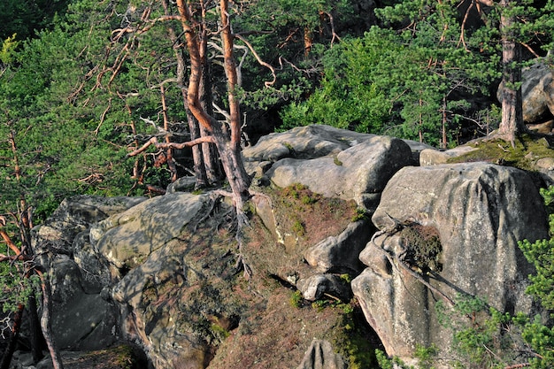 Large lofty stones in green spring beech forest.