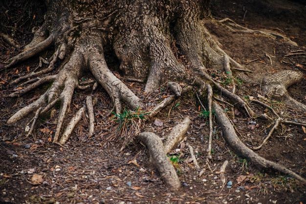 Large and long tree roots. forest or park. the roots are\
intertwined and tangled. an old tree.