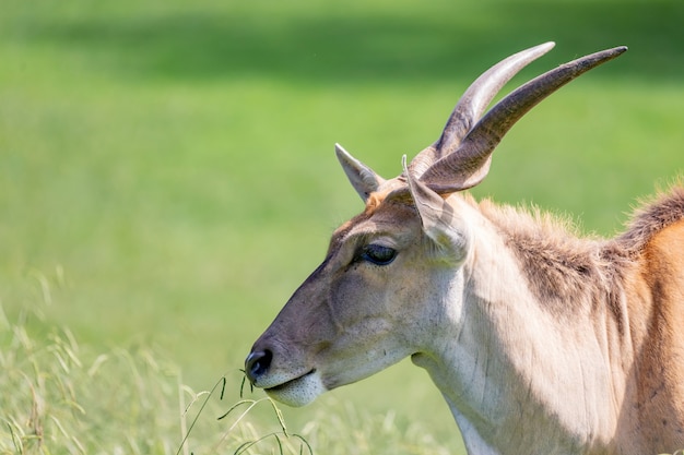 Large male eland antelope 