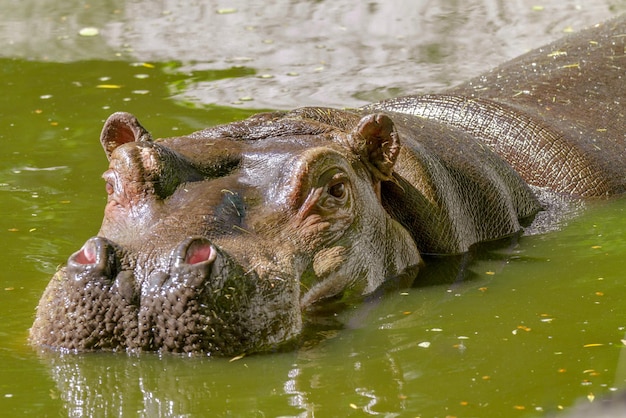 Large mammal of a wild animal hippopotamus in water