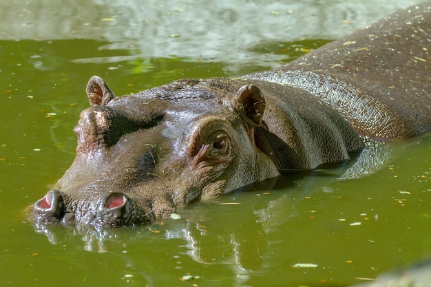 水中の野生動物カバの大型哺乳類