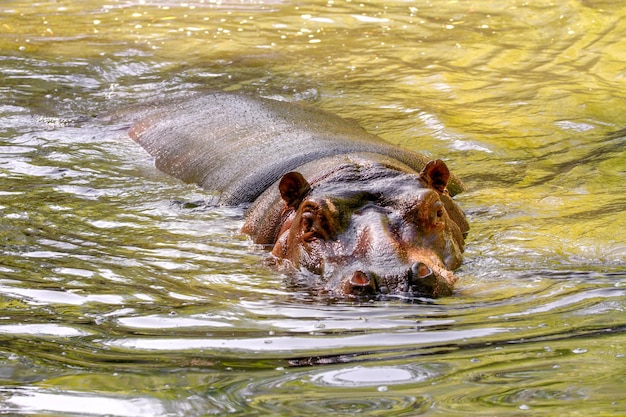 水中の野生動物カバの大型哺乳類