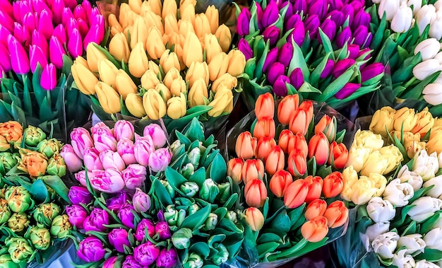 Photo a large market of fresh colored tulips from holland