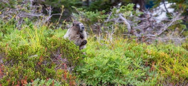 Foto grande marmotta che mangia erba nella natura canadese