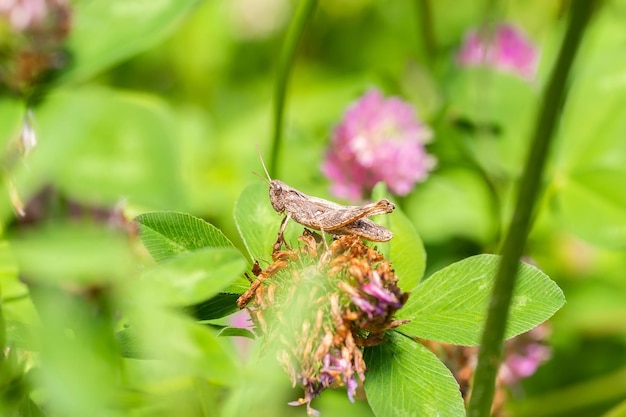 Large marsh grasshopper (Stethophyma grossum), a threatened insect species typical for wet meadow and marsh