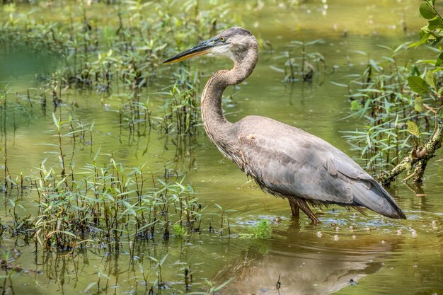 Photo a large mature blue heron wading through the wetlands slowly hunting for food in the water in summer