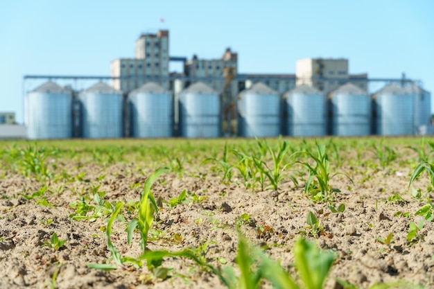 穀物の貯蔵と加工のための大型の近代的な植物晴れた日の青空を背景にした穀倉の眺め収穫期の終わり