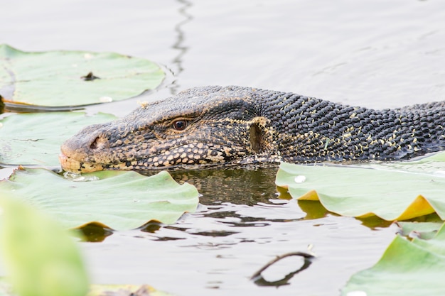 Large monitor lizard in canal