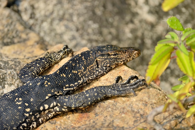 Photo large monitor lizard in sri lanka