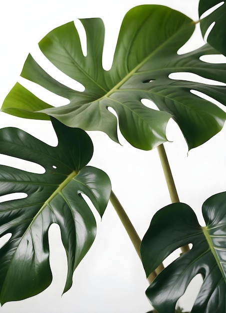 Large monstera leaves against a white background