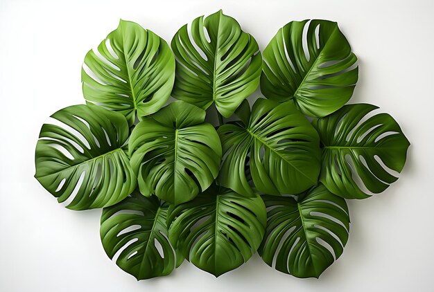 Photo a large monstera plant isolated on a white background