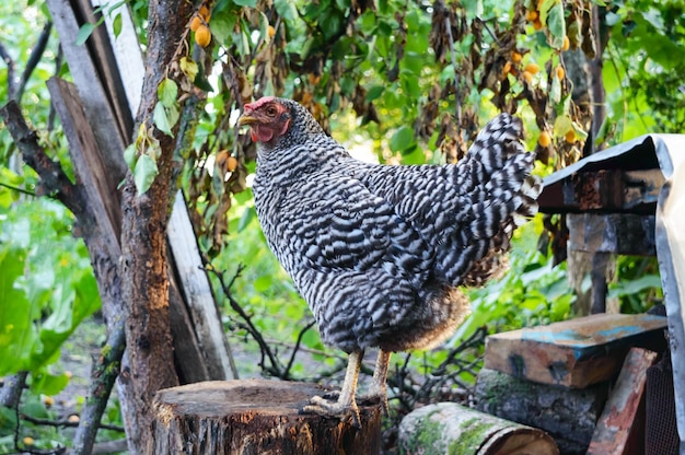 A large motley hen stands on a stump in the garden Household Chicken on poultry yard