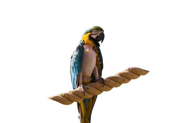 Большой разноцветный попугай сидит на веревке, изолированной на белом фоне