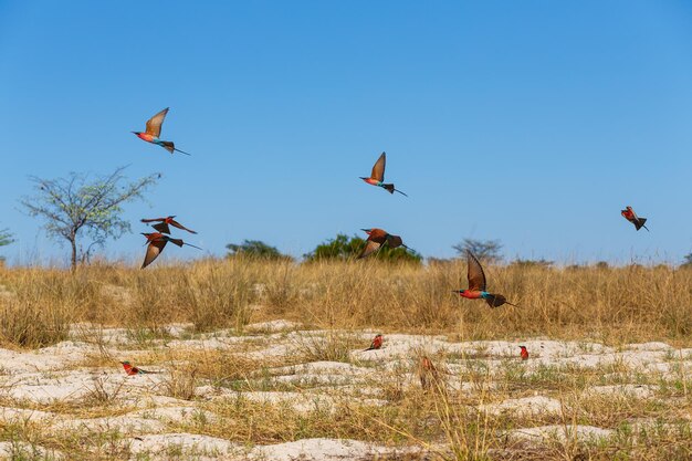 Photo large nesting colony of northern carmine beeeater